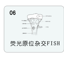 荧光原位杂交fish